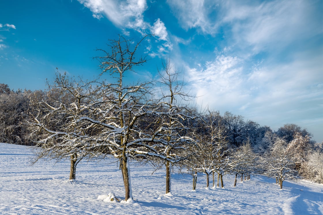 winter-trees-on-snowy-hills-on-a-cloudy-bright-fro-2023-11-27-05-37-17-utc